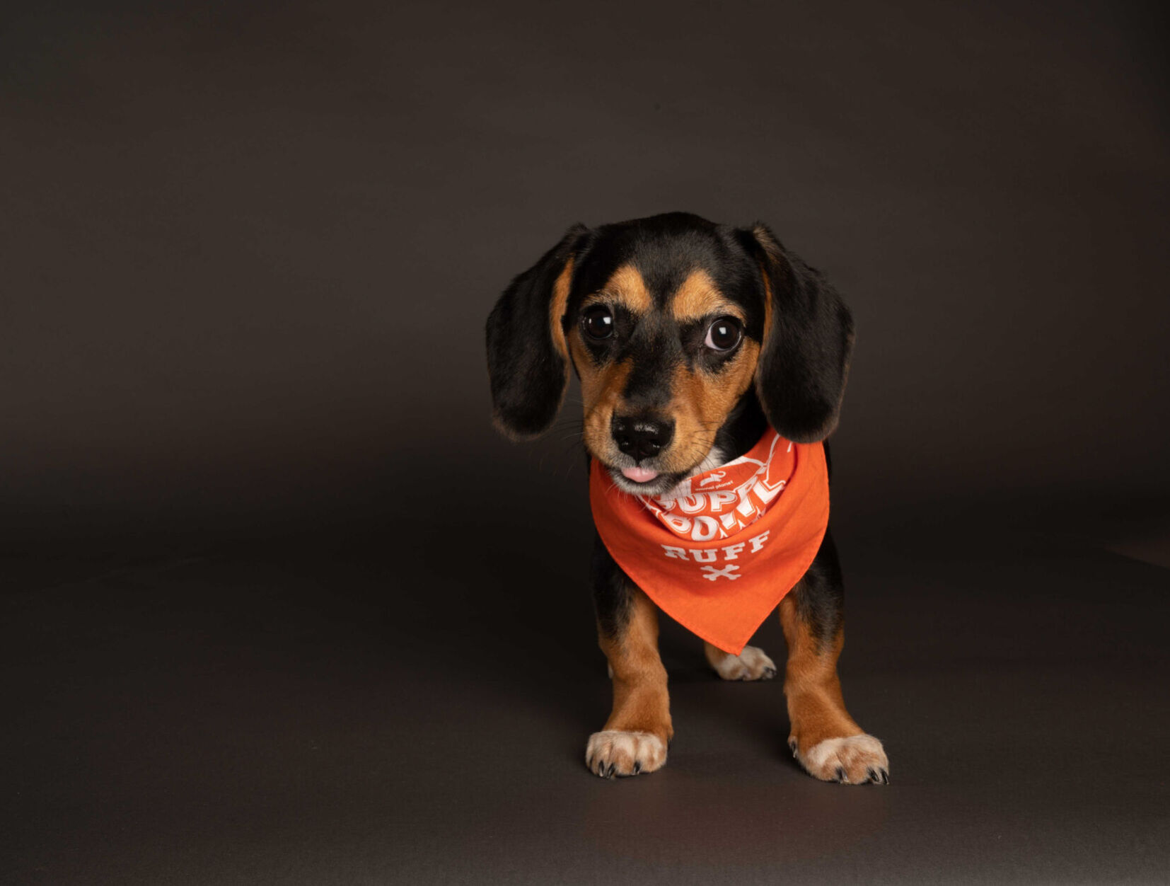PUPPY BOWL XVII